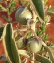 Seeds - Bush Tomato
