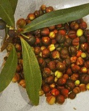 Seeds - Australian Pepper
