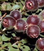 Seeds - Muntries / Munthari (Kunzea pomifera)
