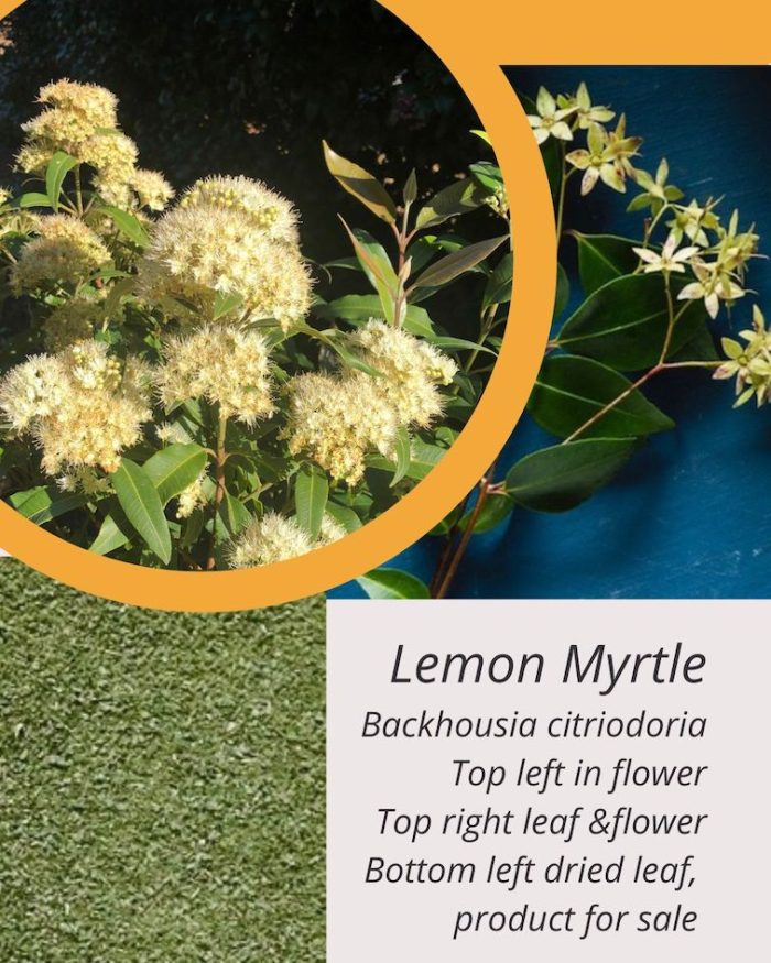 Lemon myrtle, strong robust lemon/lime flavour and aroma, great for all cooking needs