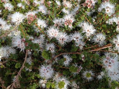 muntries flowers blooming, beautiful Australian native edible fruit